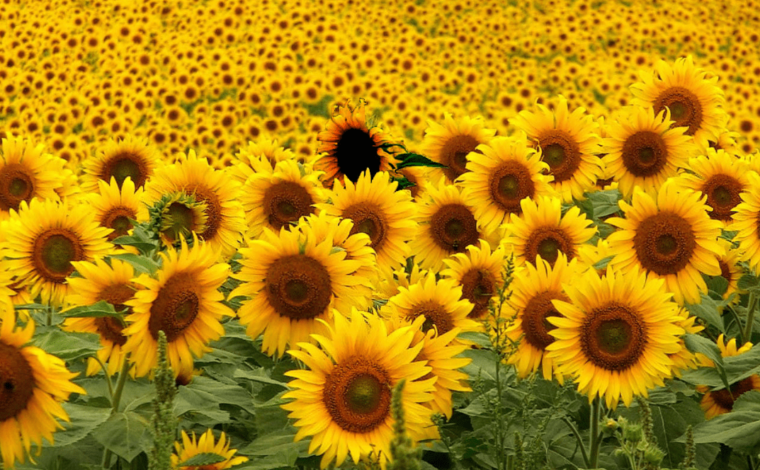 Postnatal depression – don’t look the other&nbsp;way