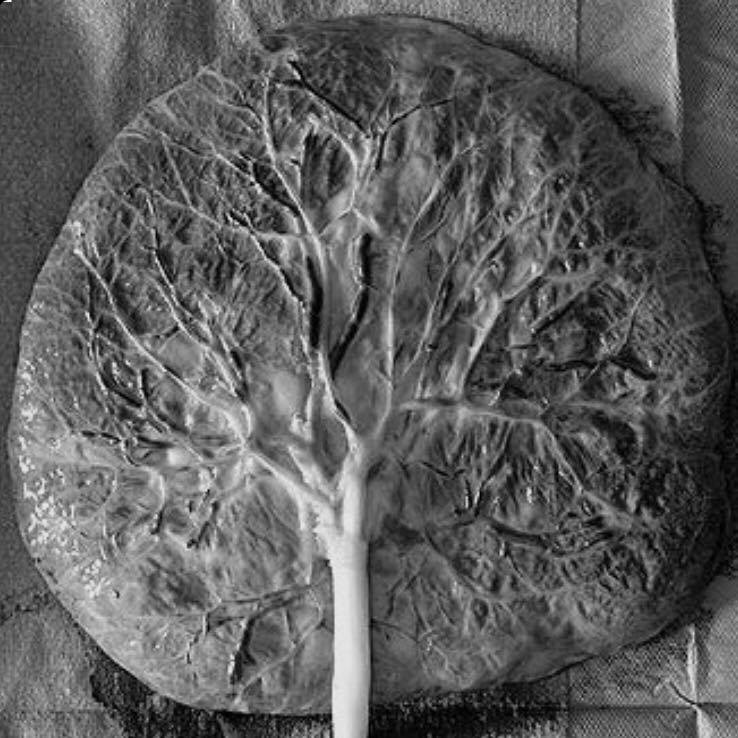 12506885_10156429922250615_1870934603_n