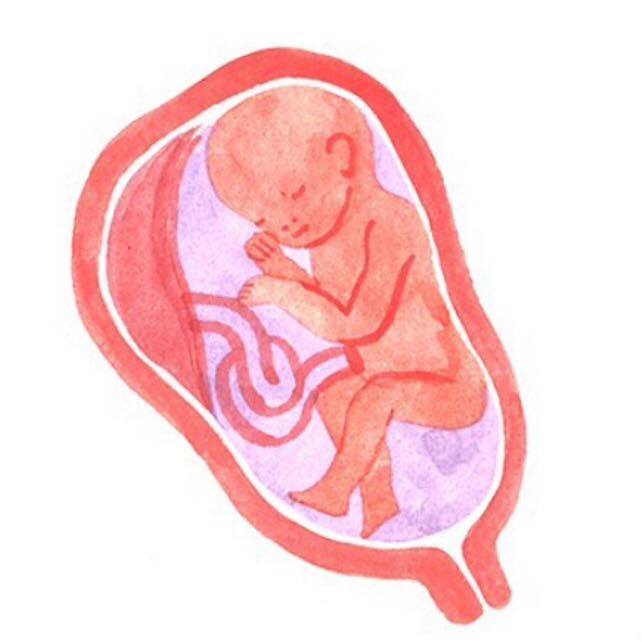 The Placenta; trash or&nbsp;treasure?